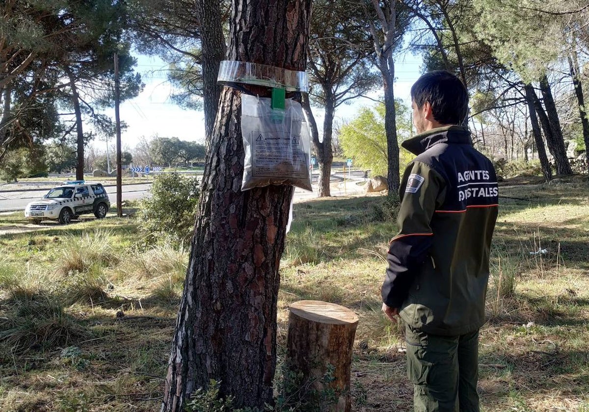 Los agentes forestales vigilan las zonas donde son más numerosas las orugas, y las combaten con insecticidas o trampas de feromonas