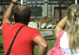 Dos hermanos tigres de Francia, los nuevos habitantes del Zoológico de Córdoba