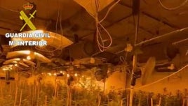 Las quejas por el «fuerte olor a marihuana» en pleno verano en Oropesa, claves para desmantelar dos cultivos con 1.700 plantas