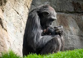 Muere una de las dos crías de chimpancé de Bioparc Valencia apenas 14 días después de su nacimiento