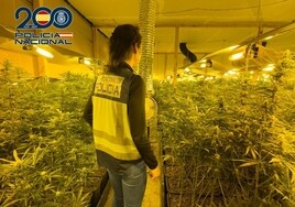 Desmantelan un frondoso cultivo de 1.400 plantas de marihuana en Valencia: la droga se distribuía por toda Europa
