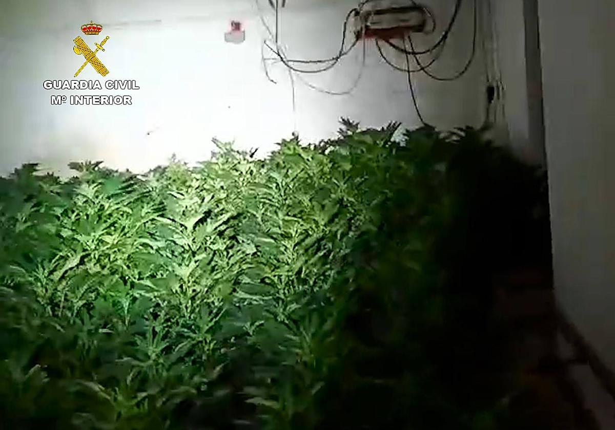 Plantación intervenida en Rute