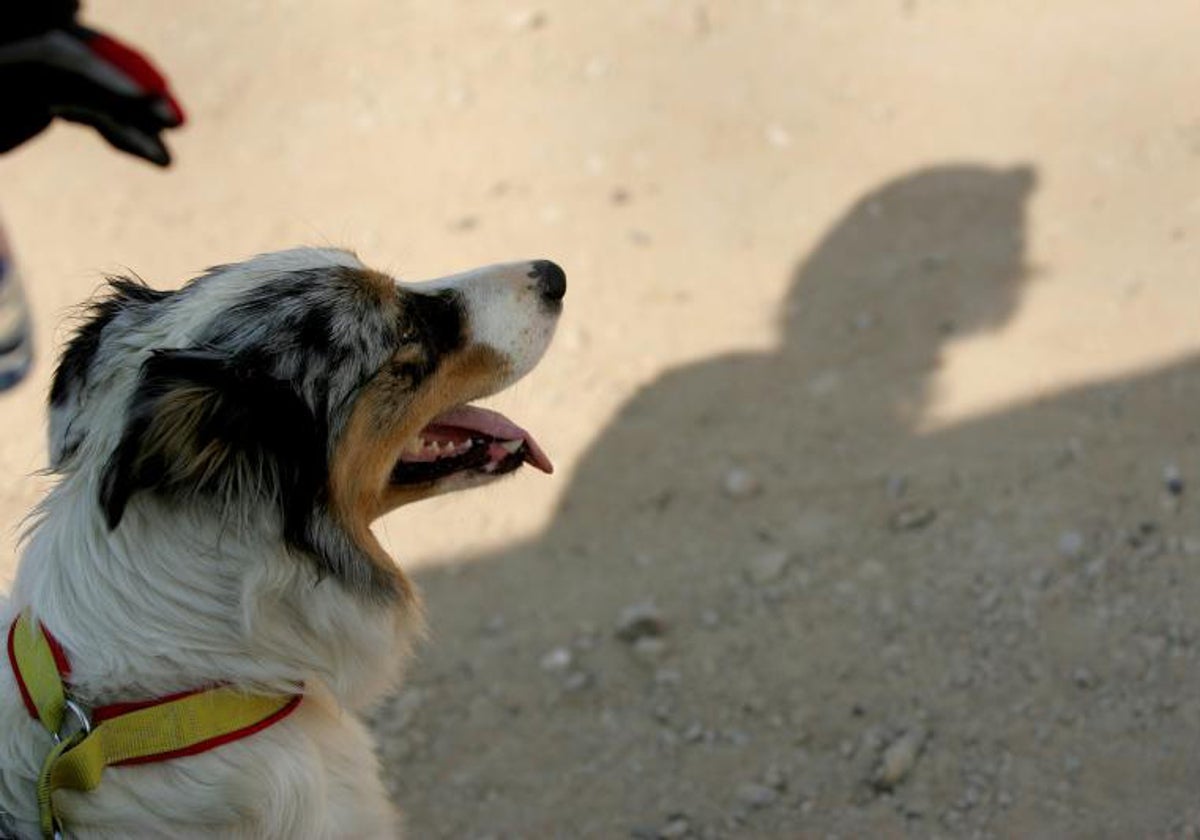 Imagen de archivo de un perro ajeno a esta noticia