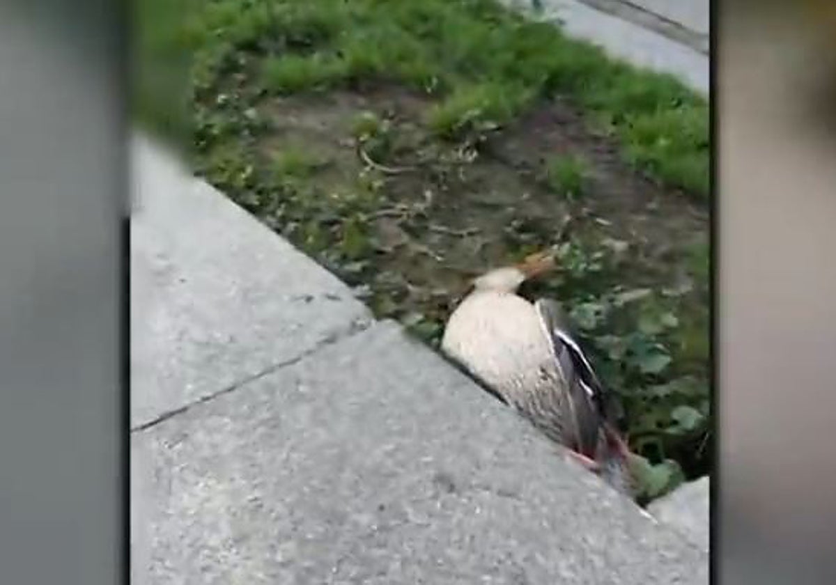 El pato fallecido en Madrid Río