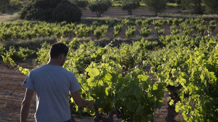 Los vinos de Cuenca que triunfan en el mundo por su relación calidad-precio