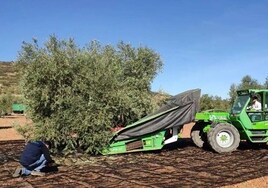 Seis almazaras albaceteñas llevarán su aceite de oliva a la World Olive Oil Exhibition 2024