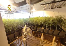 Dos viviendas de Escalona escondían cultivos ilegales de marihuana: más de 1.700 plantas incautadas y cuatro detenidos