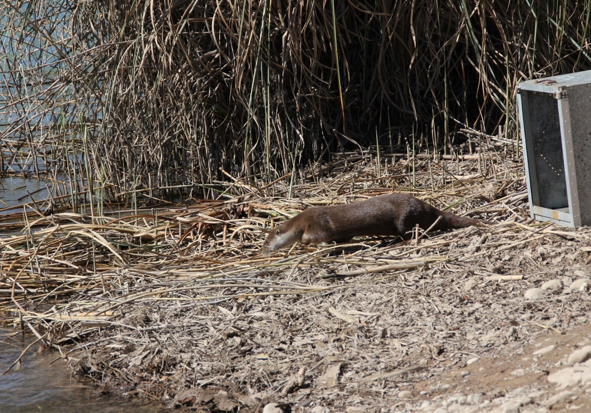 La nutria encontrada en una cafetería de Sagunto (Valencia) en el momento de sumergirse en el río Mijares en Castellón.