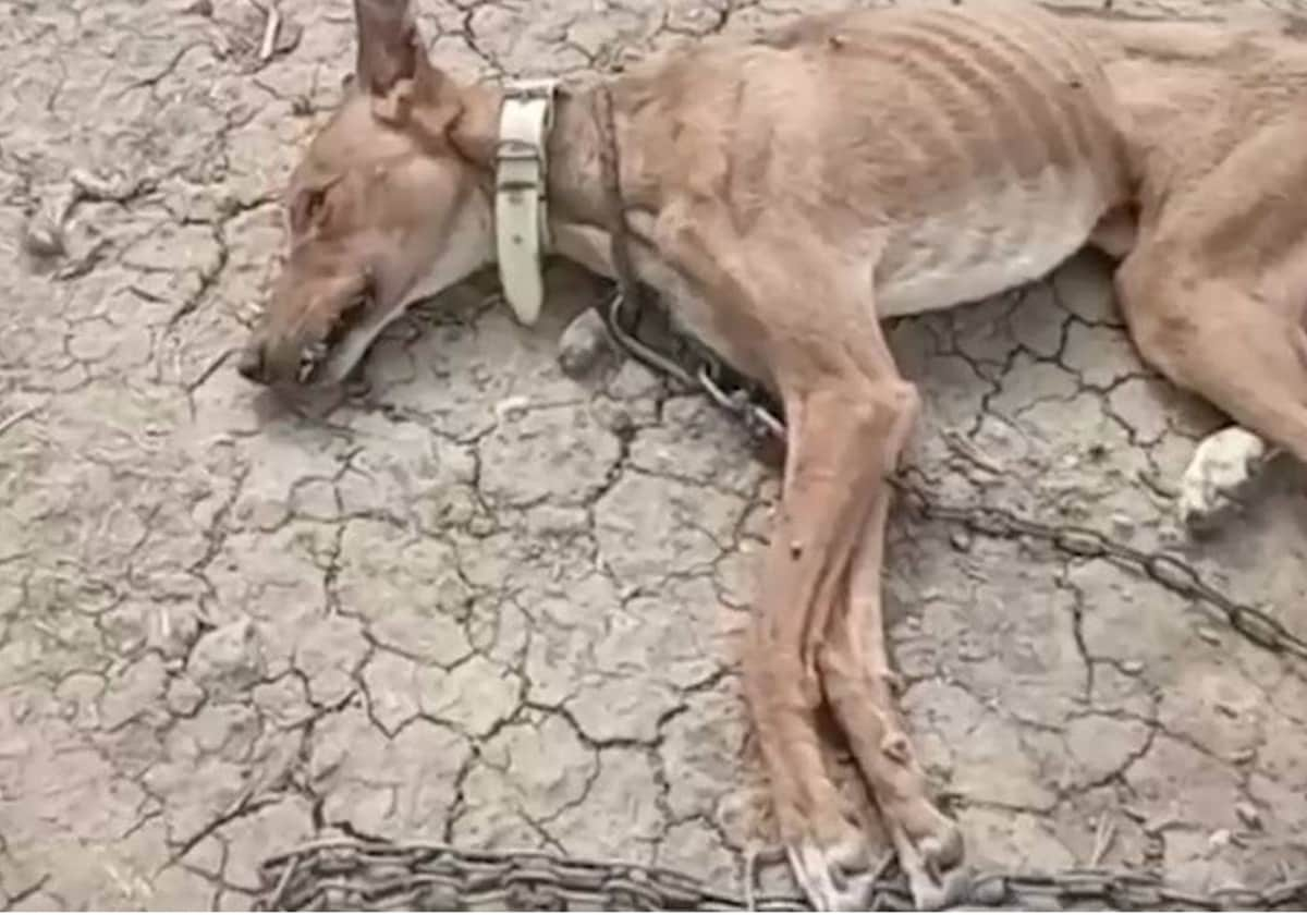 Estado en el que se encontraron los agentes de la Guardia Civil a uno de los animales