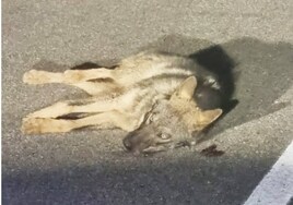 La Guardia Civil auxilia a un lobo atropellado en una carretera de Palencia