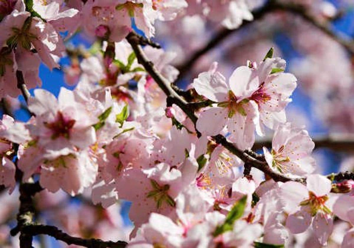 El parque histórico de Madrid que está repleto de almendros en flor y que puedes visitar gratis