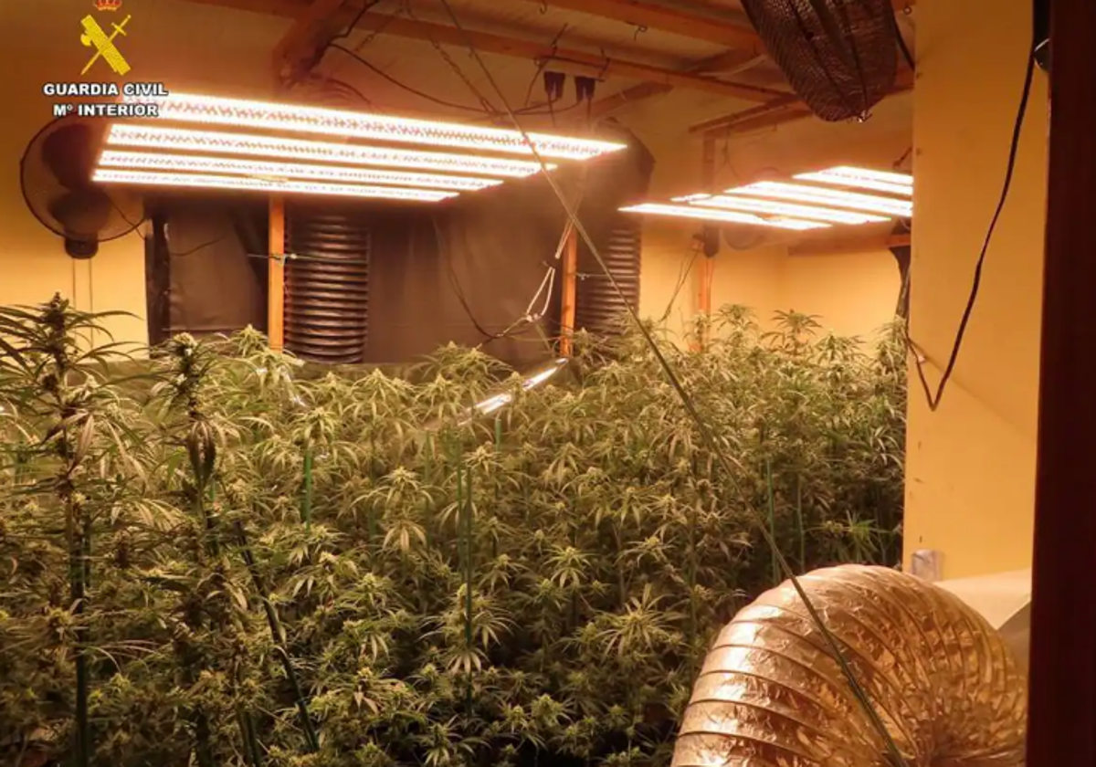 Imagen de archivo de una plantación de marihuana desmantelada por la Guardia Civil en la Comunidad Valenciana
