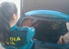 Investigan el hurto de más de 3.000 kilos de aceitunas en varias fincas de Montilla