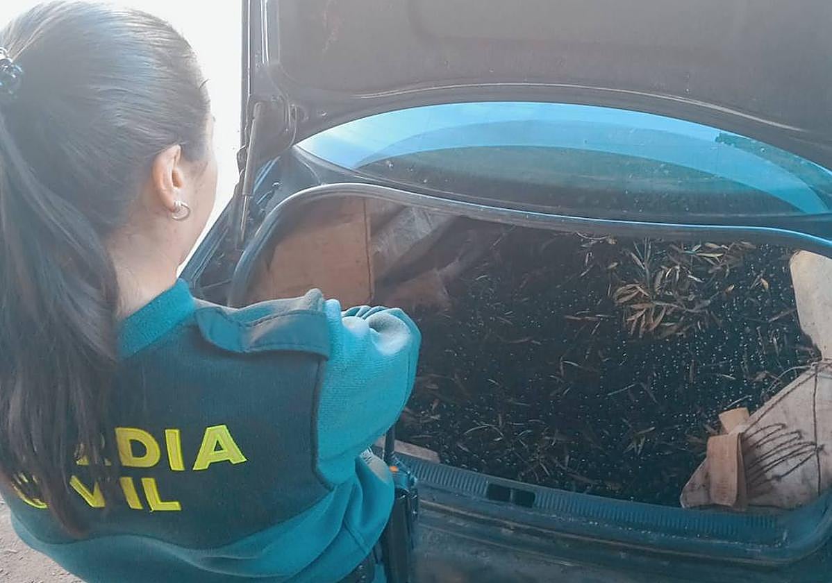 Aceitunas recuperadas en uno de los operativos