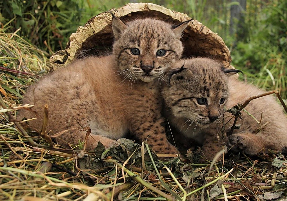 Cachorros de lince ibérico