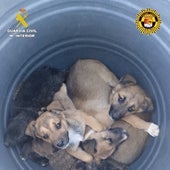 Investigan a un hombre por abandonar siete cachorros de perro en un contenedor