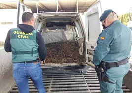 La Guardia Civil investiga a 27 personas por el robo de aceituna en cinco operaciones en la Subbética
