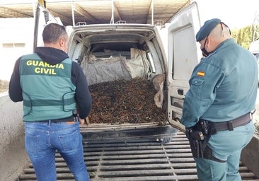 La Guardia Civil investiga a 27 personas por el robo de aceituna en el campo en cinco operaciones en la Subbética