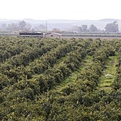 La entrada masiva de naranja de fuera de Europa impacta en los precios
