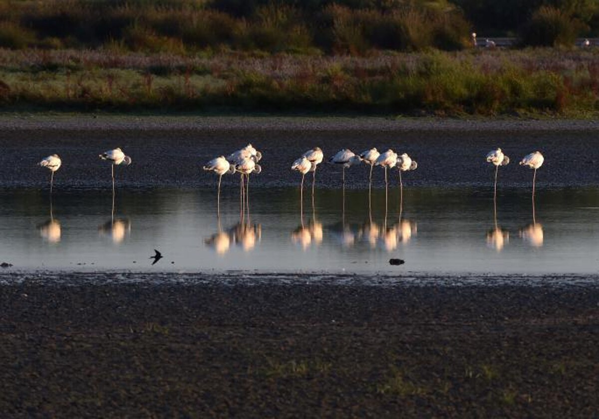 Una de las bellas estampas del Parque Nacional de Doñana