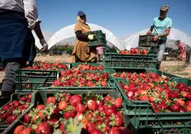 Los agricultores valencianos exigen medidas ante la detección de Hepatitis A en fresas de Marruecos