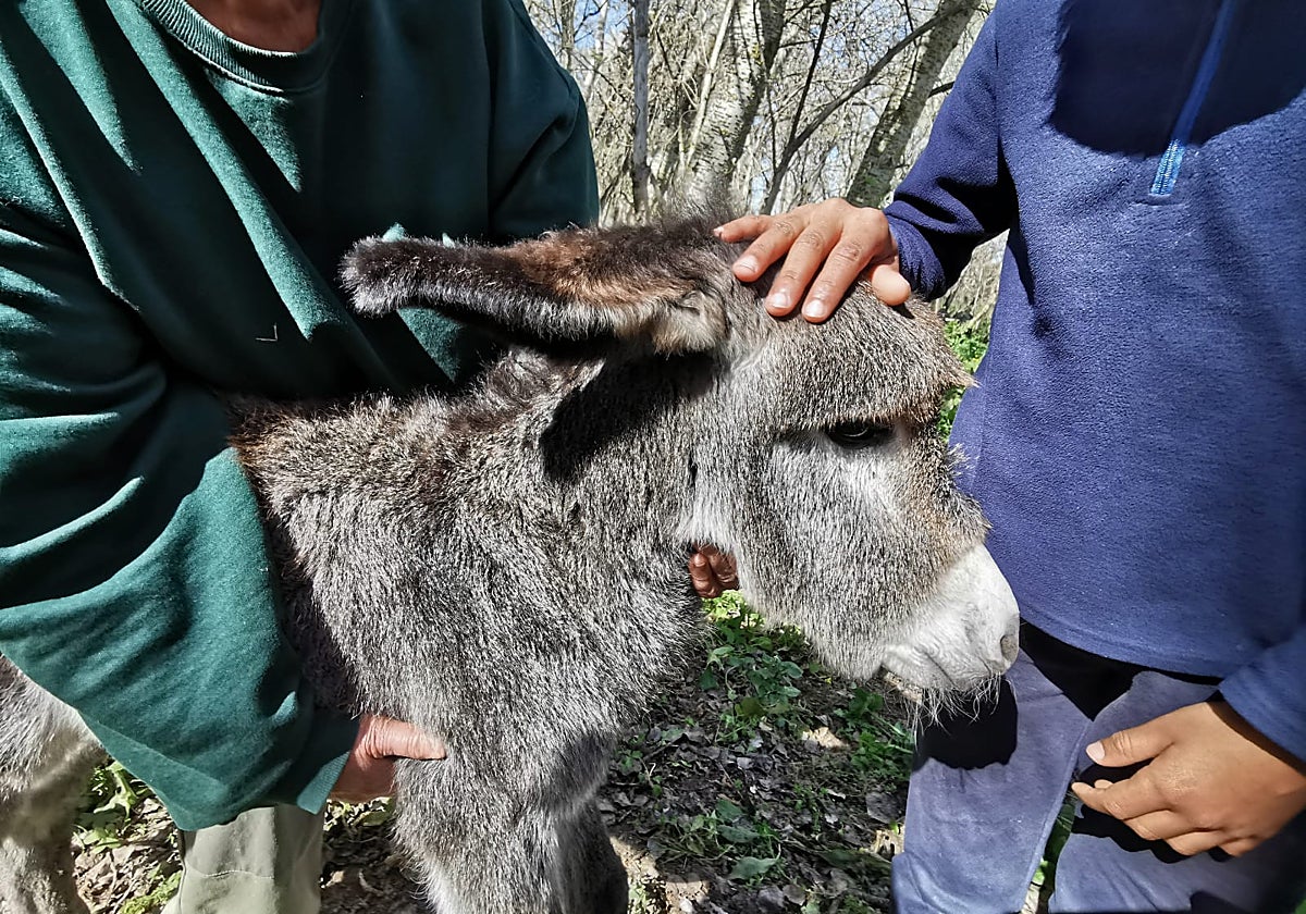 El nuevo miembro de la asociación, 'Benemérito', de tan sólo un mes de vida