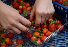 La Junta de Andalucía denuncia que los controles del Estado fallaron al no impedir la entrada de 1.500 kilos de fresas con hepatitis A en Algeciras