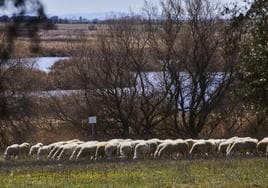 Mueren 3.000 ovejas en un incendio en una granja en Navarra