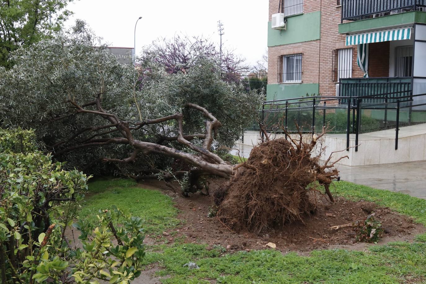 Fotos: los estragos de la lluvia y el viento en Córdoba