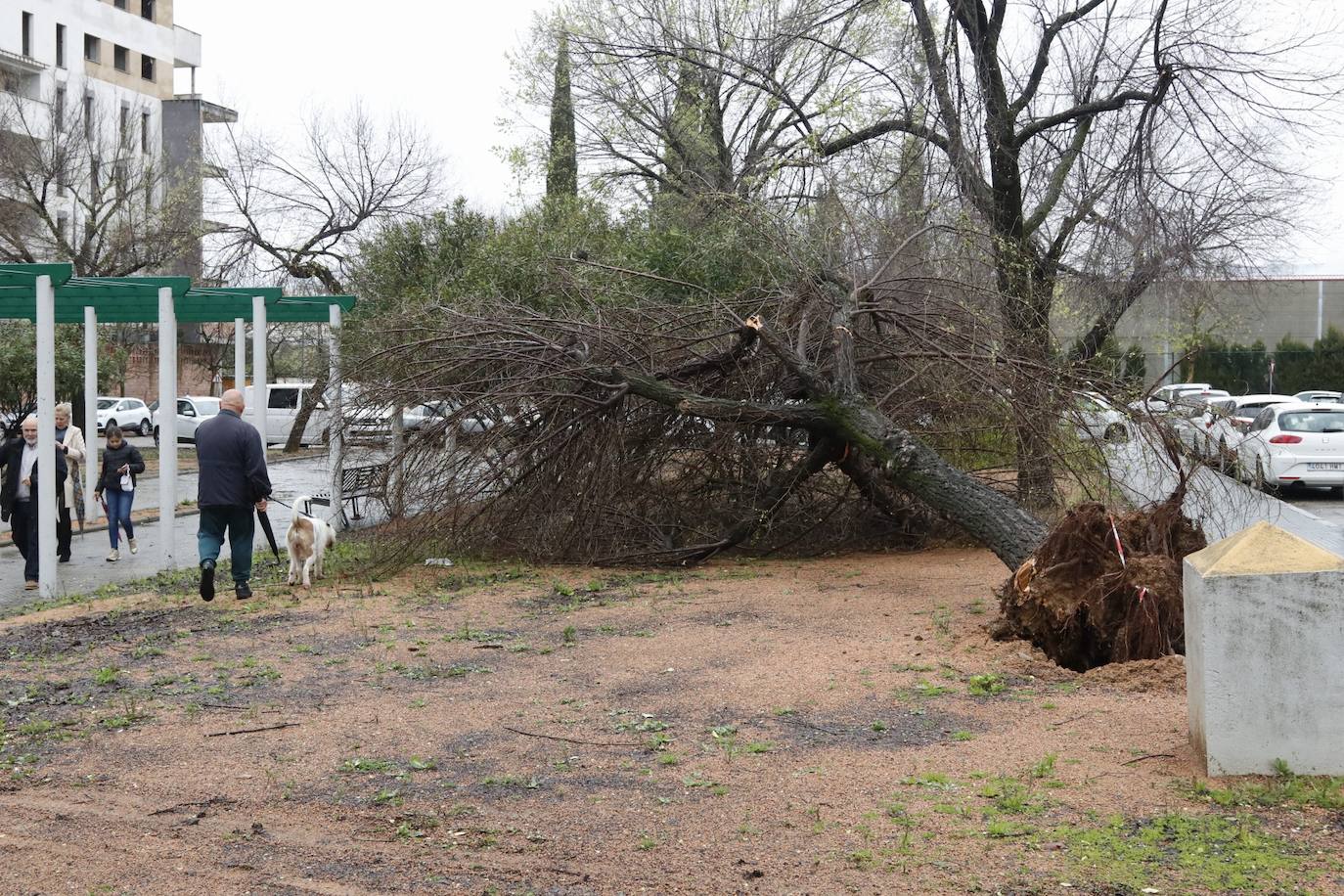 Fotos: los estragos de la lluvia y el viento en Córdoba