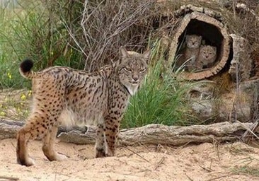 El proyecto que quiere convertir a Castilla-La Mancha en el paraíso del lince ibérico