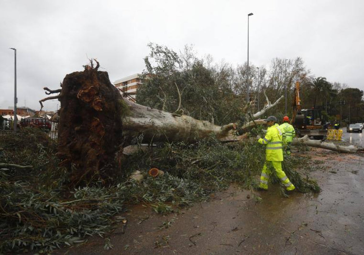 Árboles dañados por el temporal en Córdoba