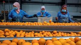 Agricultores españoles reiteran a la Comisión Europea que investigue el posible 'dumping' comercial de cítricos de Egipto