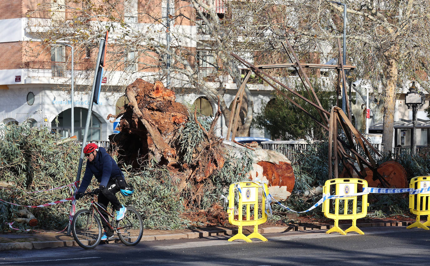 Fotos: operarios intentan recomponer el paisaje urbano de Córdoba tras el tornado