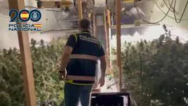Desmantelada una sofisticada plantación domótica con 110 kilos de marihuana en Elche: luz, temperatura y humedad, reguladas por control remoto