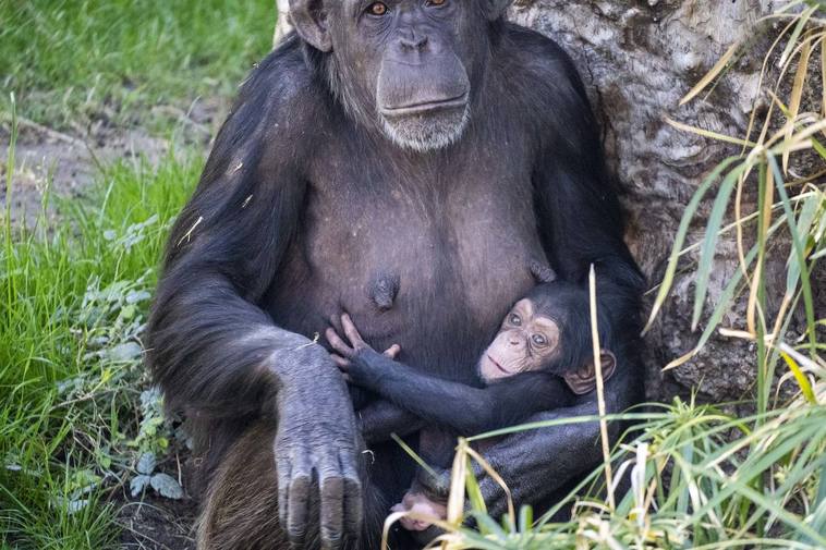 La cría de chimpancé de Bioparc Valencia se llama Cala, que significa «fortaleza»