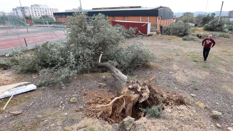 Video: daños del tornado en Córdoba: instalaciones de Ucodeporte, destrozadas