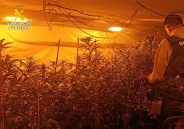 Okupa una casa en Valencia, se engancha ilegalmente a la luz y la convierte en un cultivo de marihuana