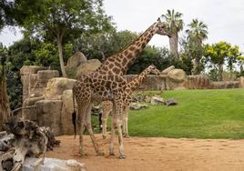 Muere a los 18 años Julio, la jirafa macho de Bioparc Valencia