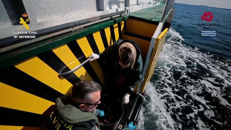 La Guardia Civil denuncia a cuatro hombres por pescar sin licencia más de 2.400 pepinos de mar en Alicante