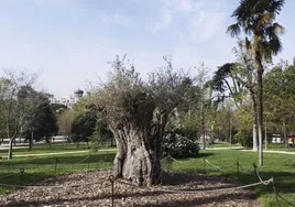 El Retiro, hogar de un olivo más antiguo que España: ruta por sus ejemplares singulares en el día del árbol