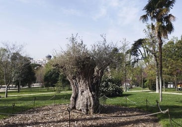 Ruta por los árboles más singulares del Retiro