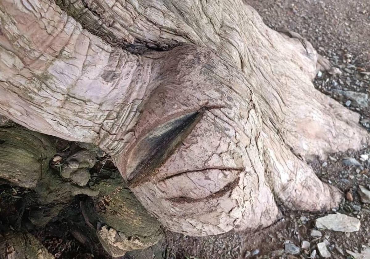 Sorprendido con una sierra cortando las raíces de un tejo milenario en San Cristóbal de Valdueza (León)