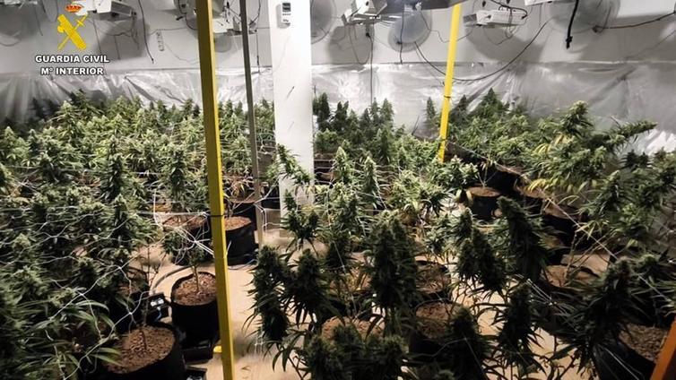 Las quejas vecinales «por un intenso ruido y fuerte olor» destapan un cultivo con 389 plantas de marihuana en un chalé de Alicante