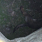 Detenido un hombre en Las Palmas por acuchillar 14 veces a su perro hasta la muerte