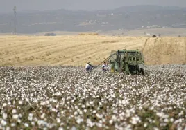 La escasa rentabilidad lastra al cultivo del algodón en Córdoba