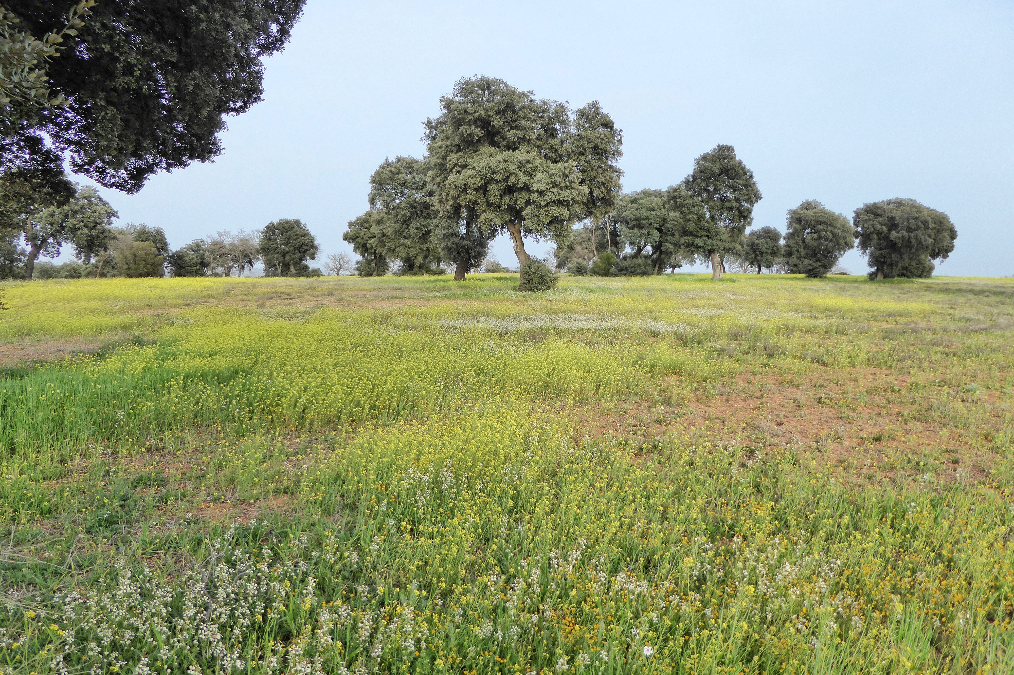 Piden a la Junta denegar el proyecto para buscar tierras raras en Ciudad Real