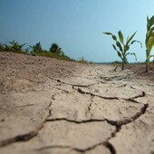 Una zona cultivada de herbáceos en Castilla-La Mancha afectada por la sequía