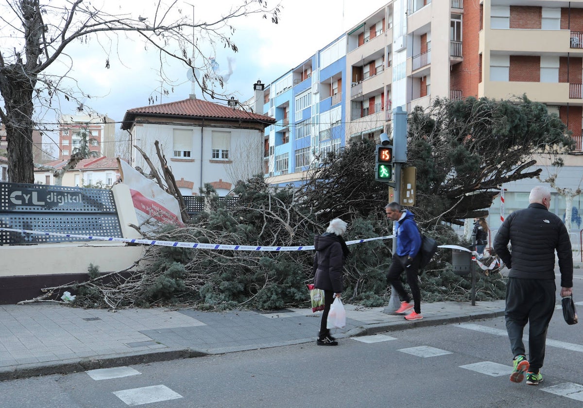 Árbol derribado el pasado viernes en Palencia por las fuertes rachas de viento