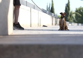 La Audiencia Nacional colocará carteles especificando la prohibición de llevar perros
